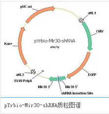 pYrbio-Mir30-shRNA质粒图谱.png